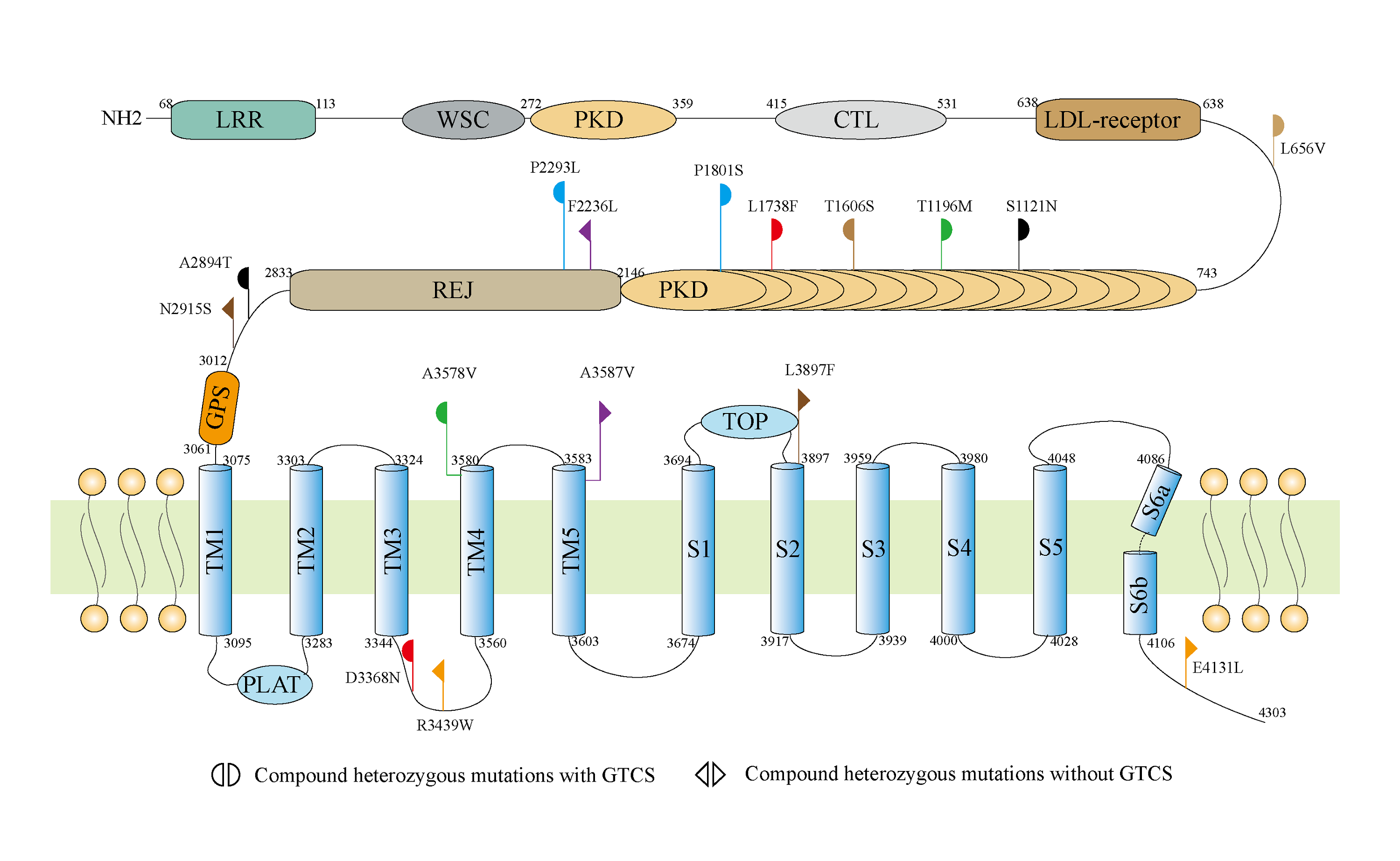新发现:原多囊肾基因PKD1是新的重要的癫痫致病基因(图1) 1.png