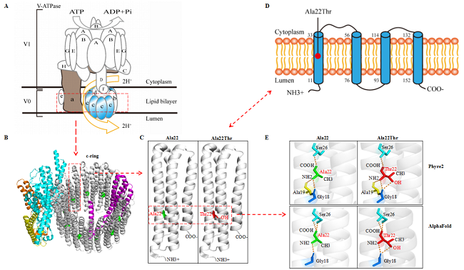 广东青年医生发现新的癫痫致病基因—ATP6V0C(图1) L.png